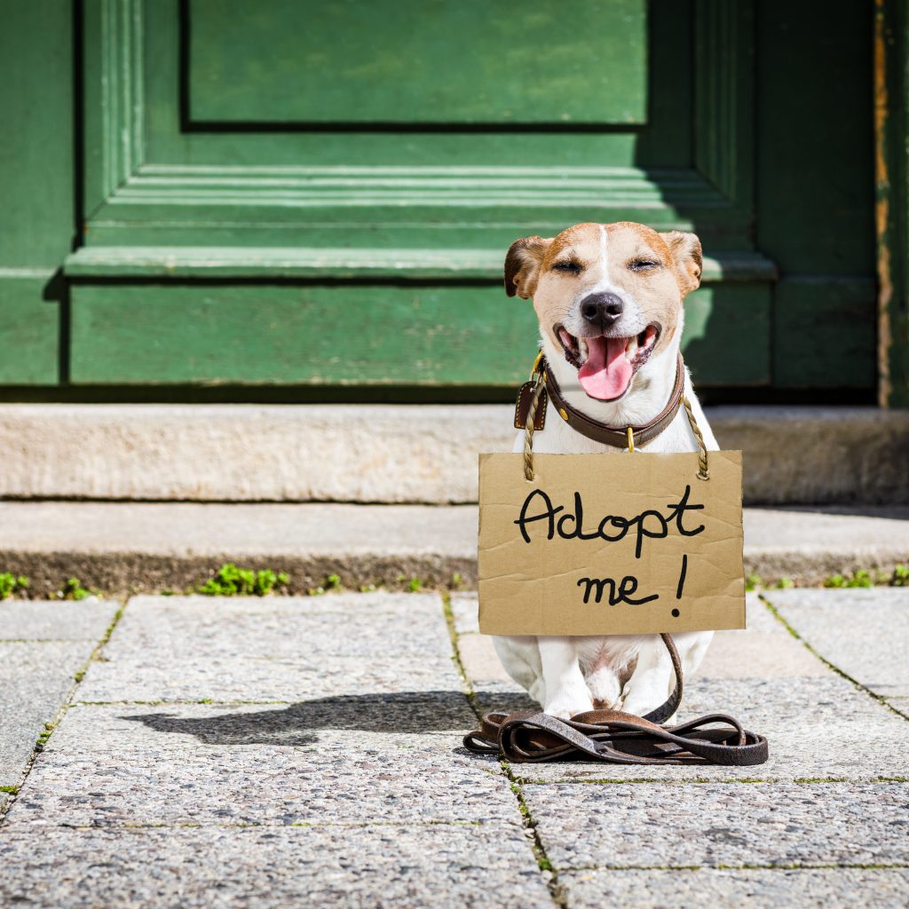 Dog with adopt me sign